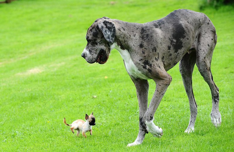 World's tallest dog plays with the smallest