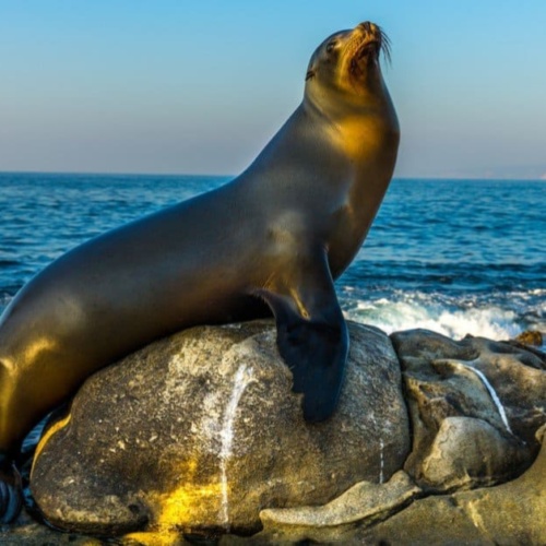 ronan the sea lion