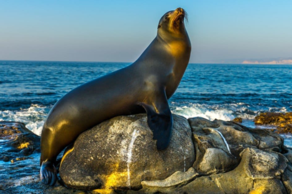 ronan the sea lion