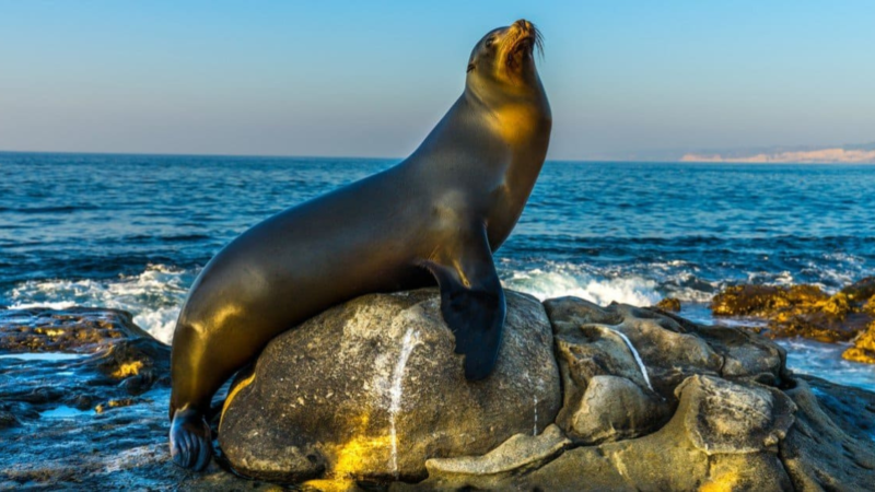 Ronan the Sea Lion Sensation: Mastero of Animal World