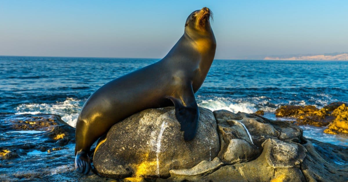 ronan the sea lion