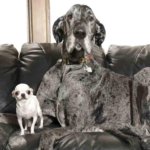 Huge Meets Tiny—Watch What Happens When the World’s Tallest Dog Plays with the Smallest