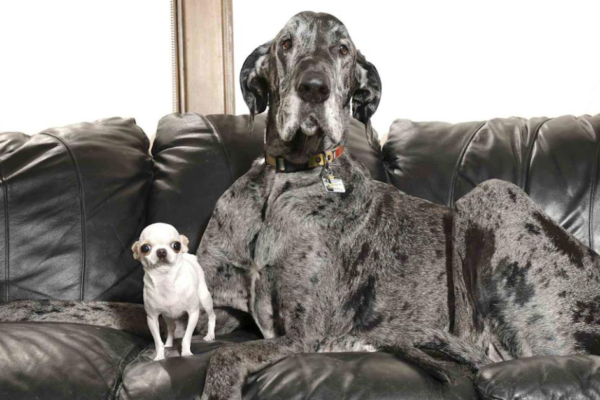 World's tallest dog plays with the smallest