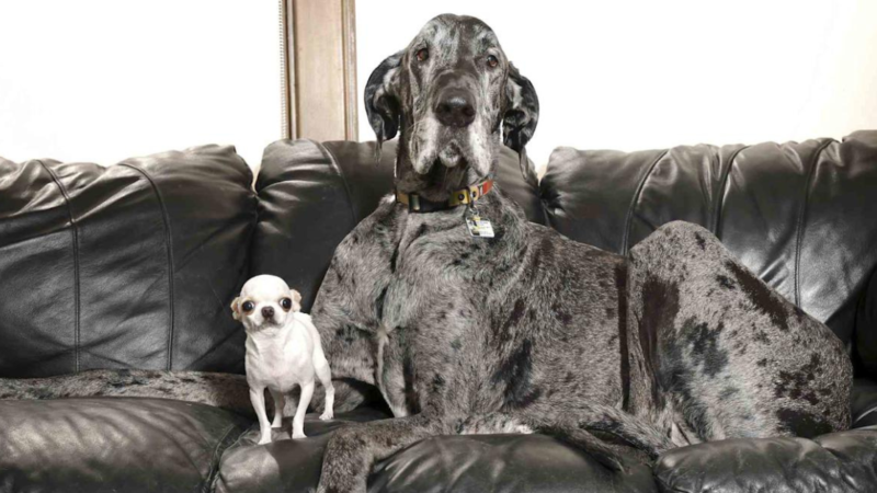 Huge Meets Tiny—Watch What Happens When the World’s Tallest Dog Plays with the Smallest
