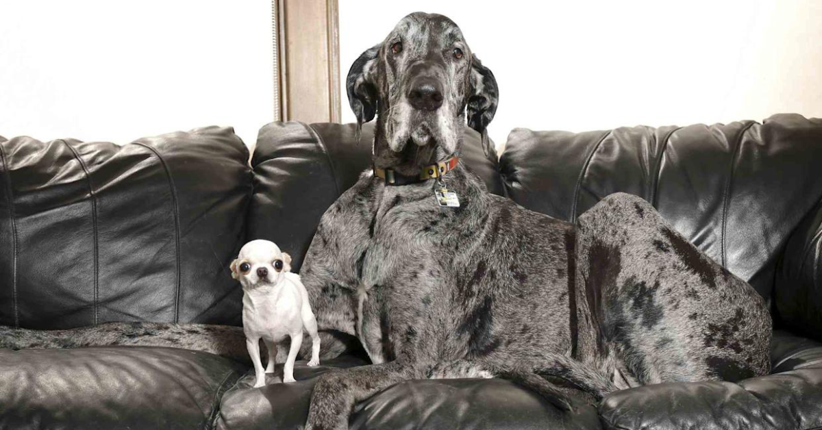 World's tallest dog plays with the smallest