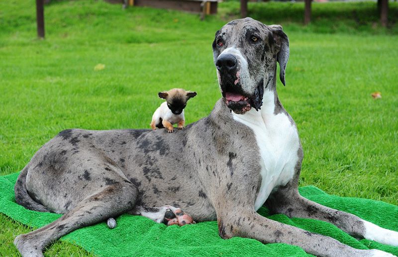 World's tallest dog plays with the smallest