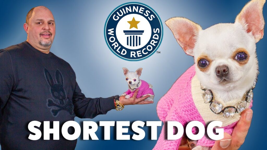 World's tallest dog plays with the smallest
