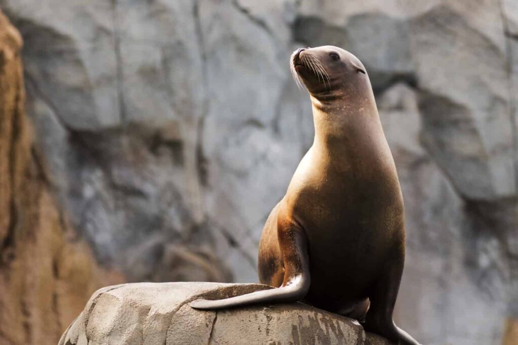 ronan the sea lion