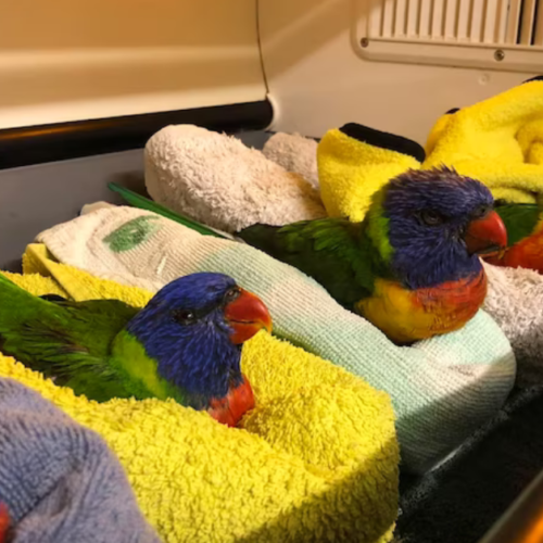 Paralyzed Parrots