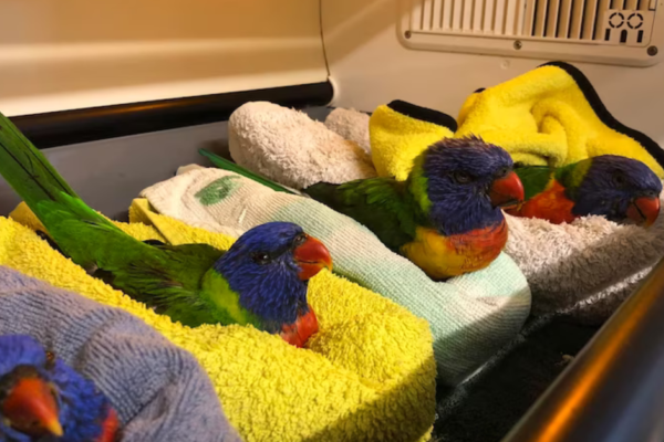 Paralyzed Parrots