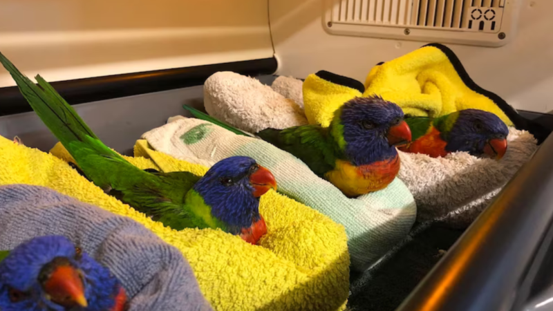 Paralyzed Parrots: Uncovering Clues in an Unsolved Mystery