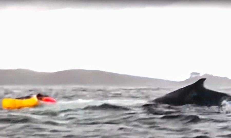 Man Swallowed by Whale