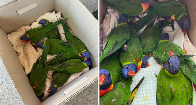 Paralyzed Parrots
