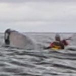 Man Swallowed by Whale: The Truth Behind the Viral Video