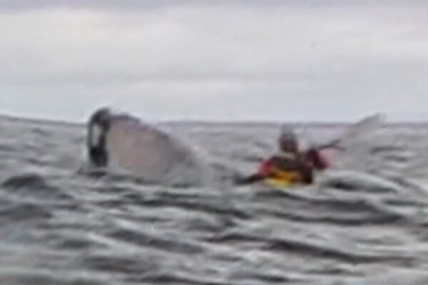 man swallowed by whale