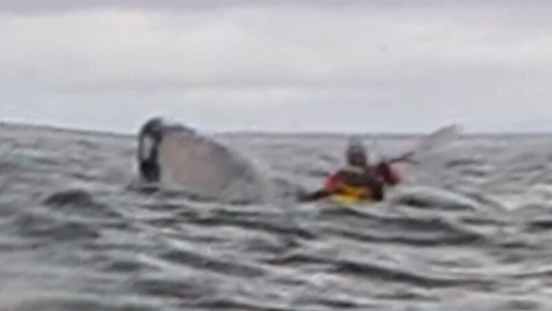 Man Swallowed by Whale: The Truth Behind the Viral Video
